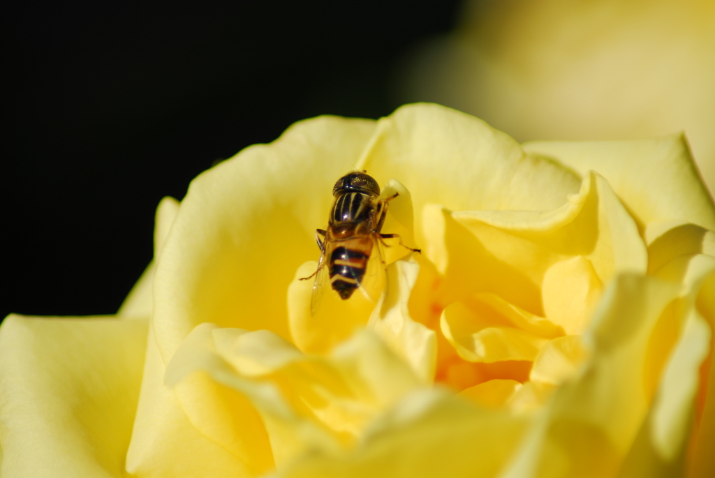 薔薇に虫