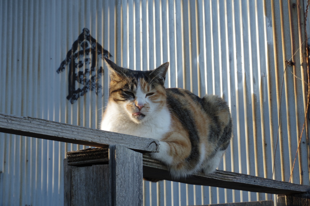 うとうと中の猫