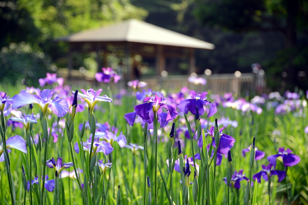 菖蒲