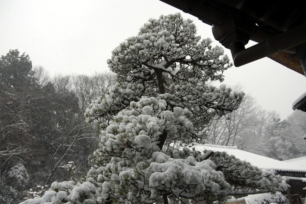 雪に耐える松