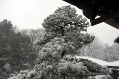 雪に耐える松