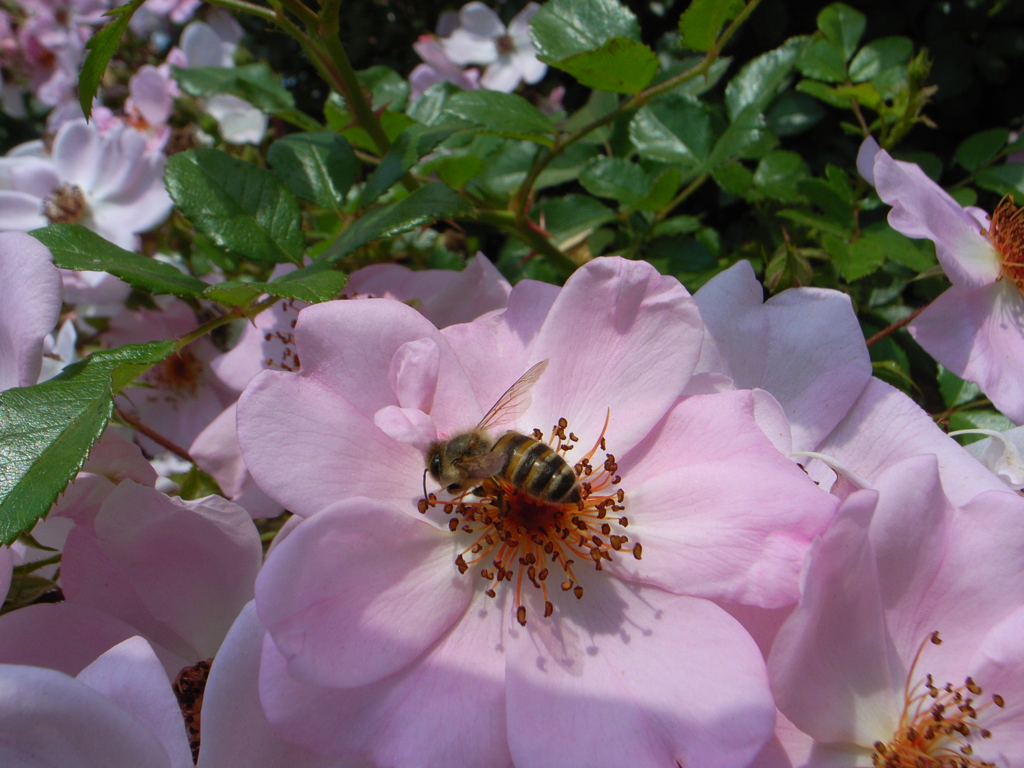 花の蜜