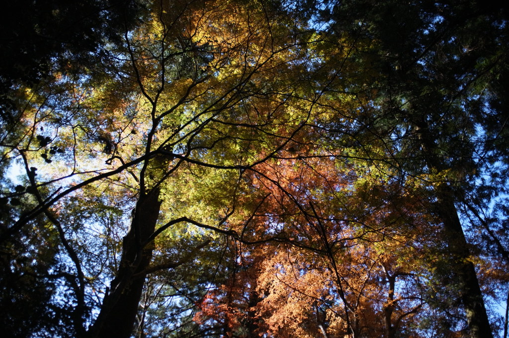 紅葉する樹木