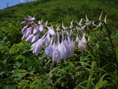 高山に咲く花