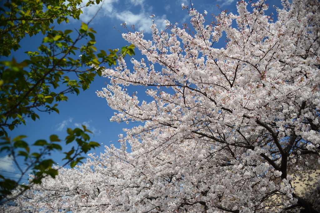 桜