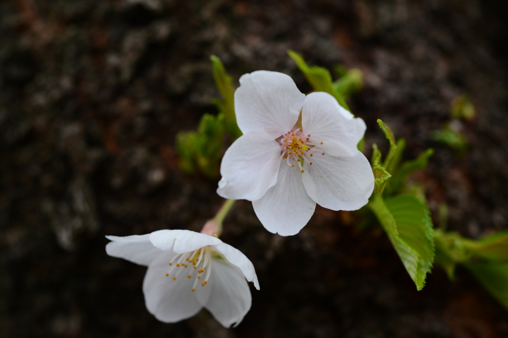 桜