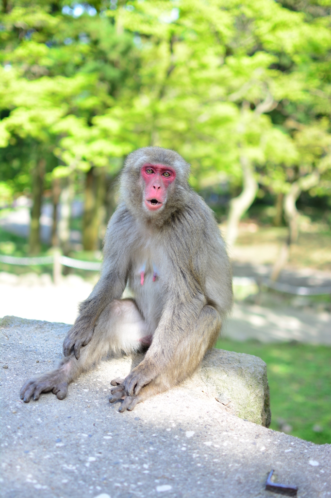 高崎山の猿