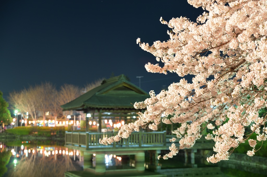 夜桜