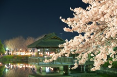 夜桜