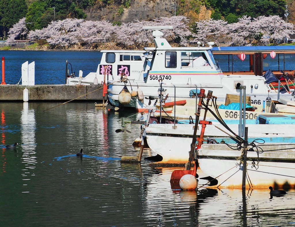 湖北漁港の春