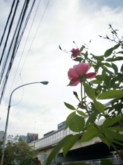 冬のまえに