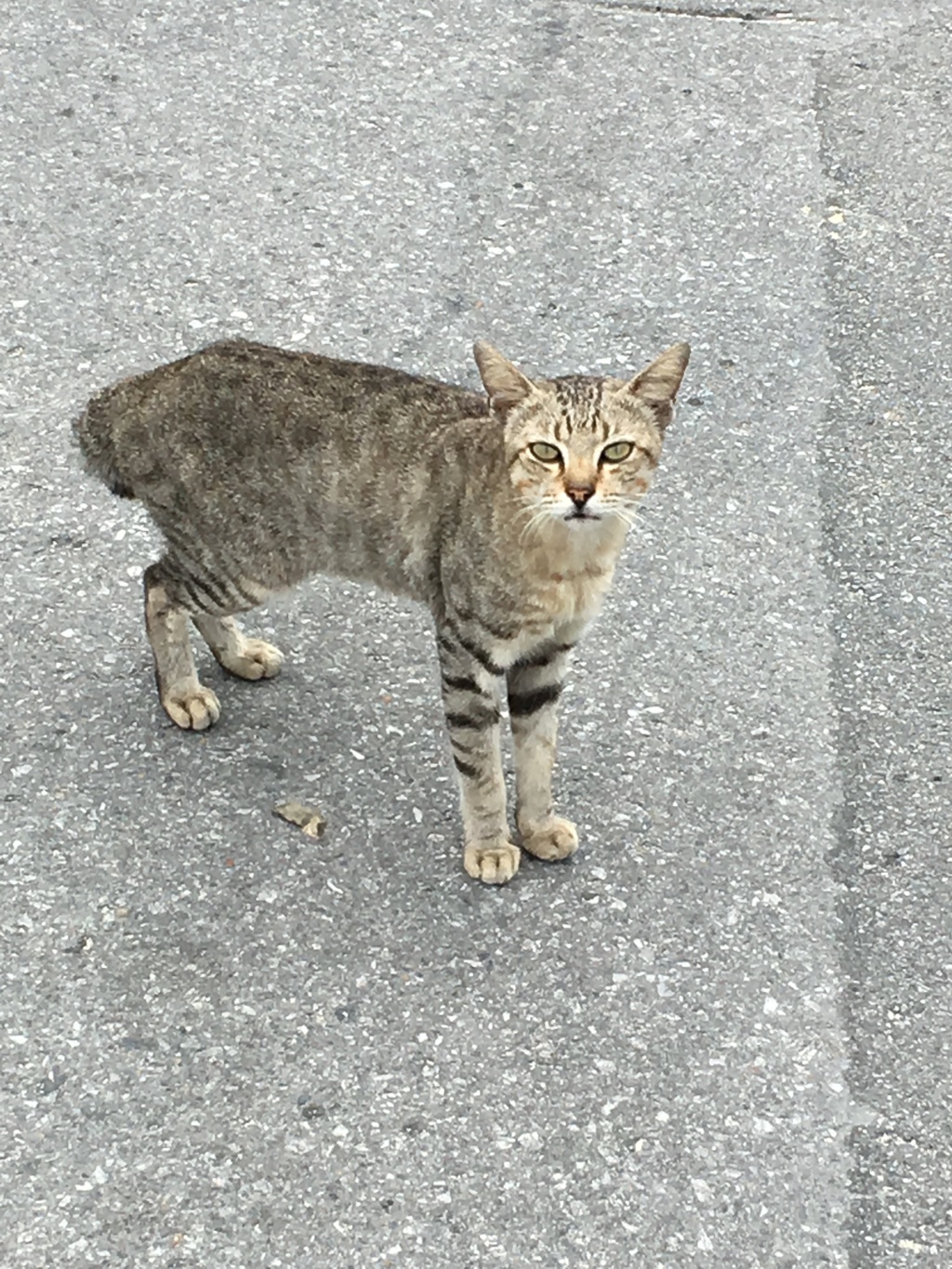 沖縄、てんぷら屋の猫