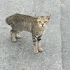 沖縄、てんぷら屋の猫