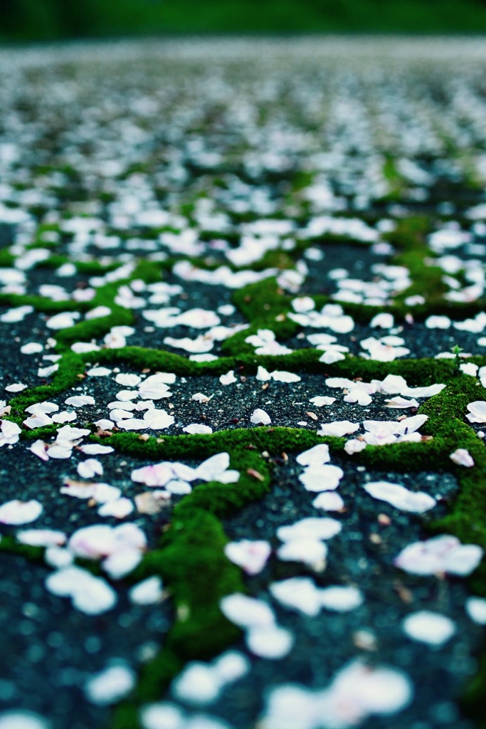 サクラ・コケ・サクラ・コケ