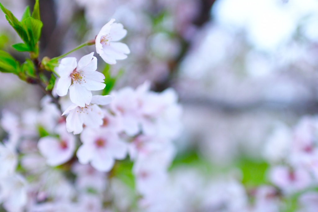 サクラちゃん最後のひと踏ん張り
