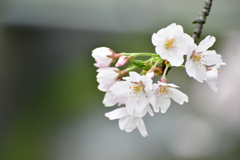 桜咲く