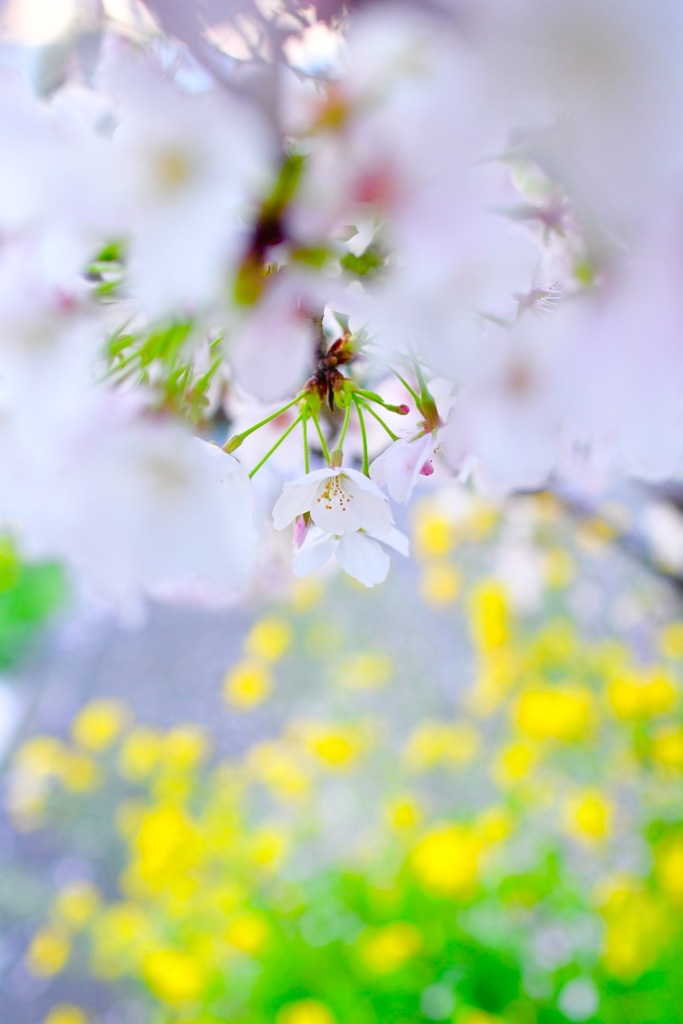 私はここにいるよ