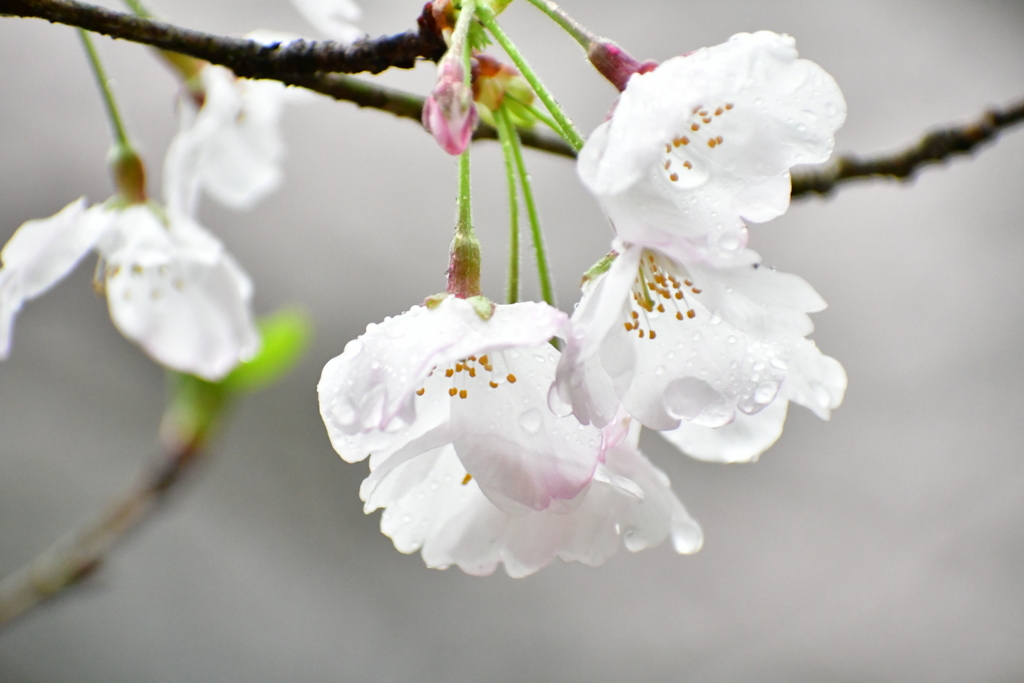 雨桜