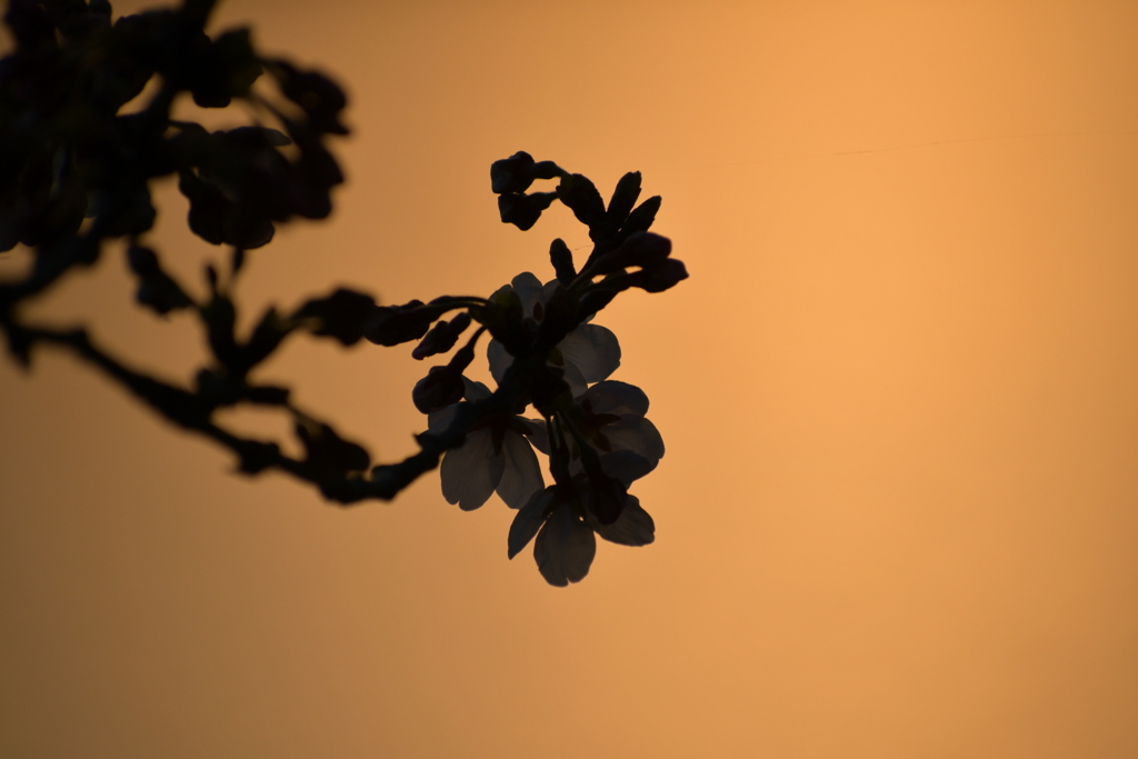 待ち遠しい…春