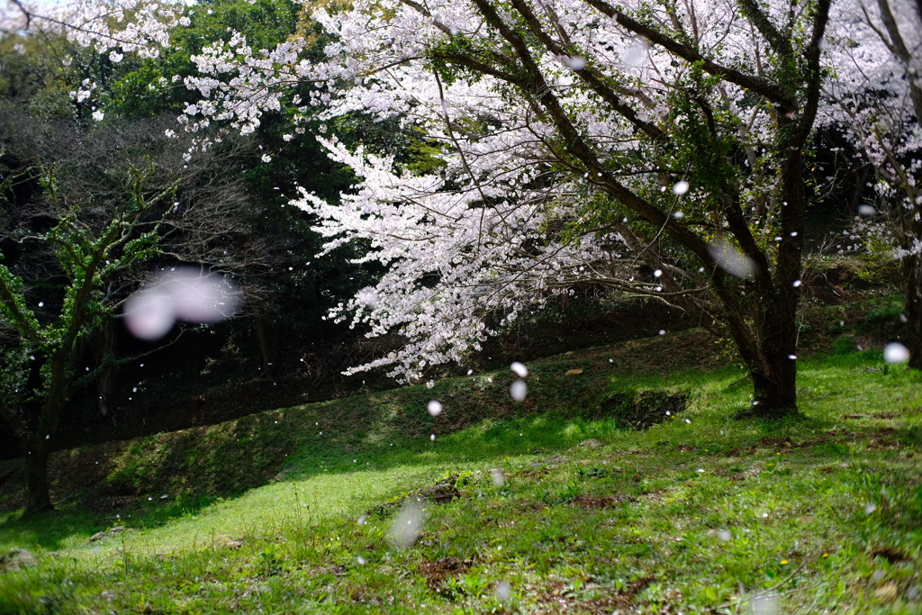 サクラひらひら