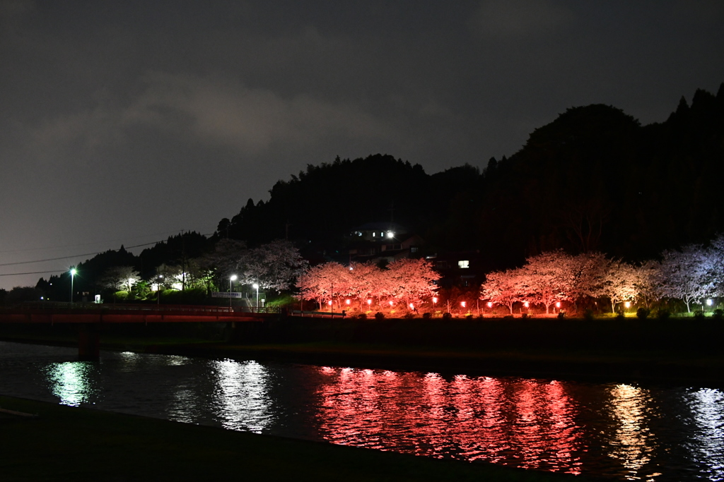 夜桜発見