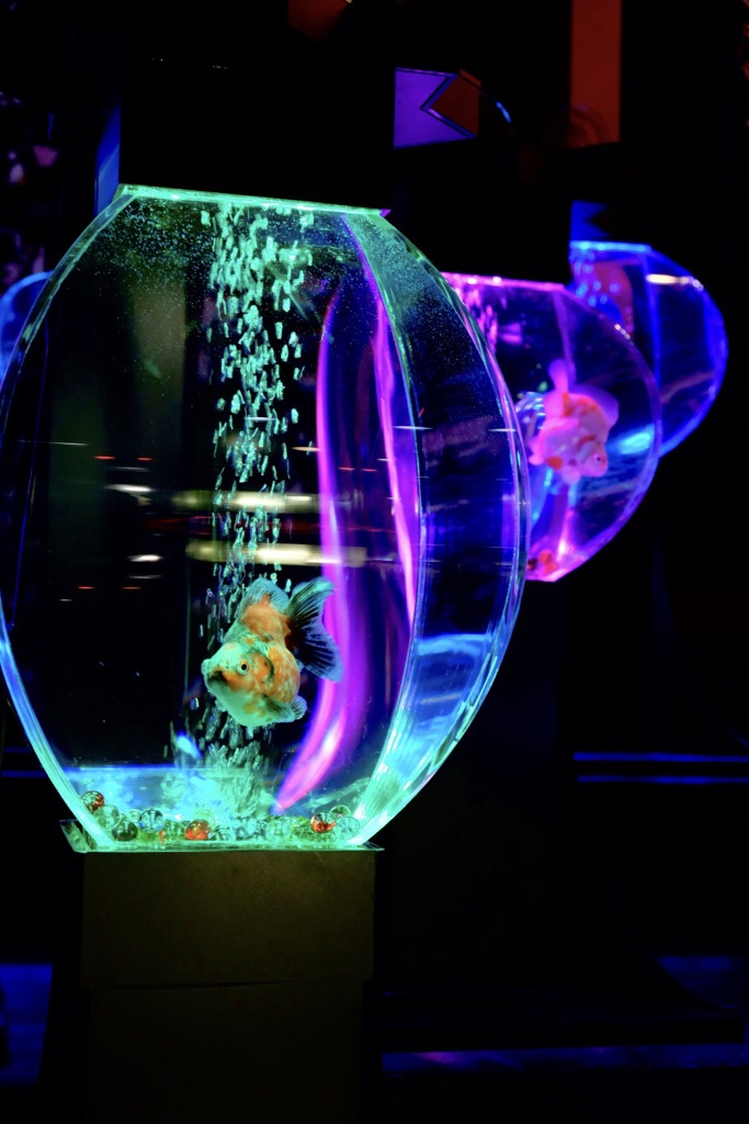 アートアクアリウム 
