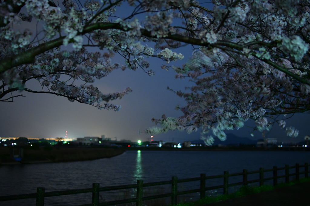 いつもの公園…夜桜②