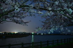 いつもの公園…夜桜②