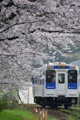 桜トンネル
