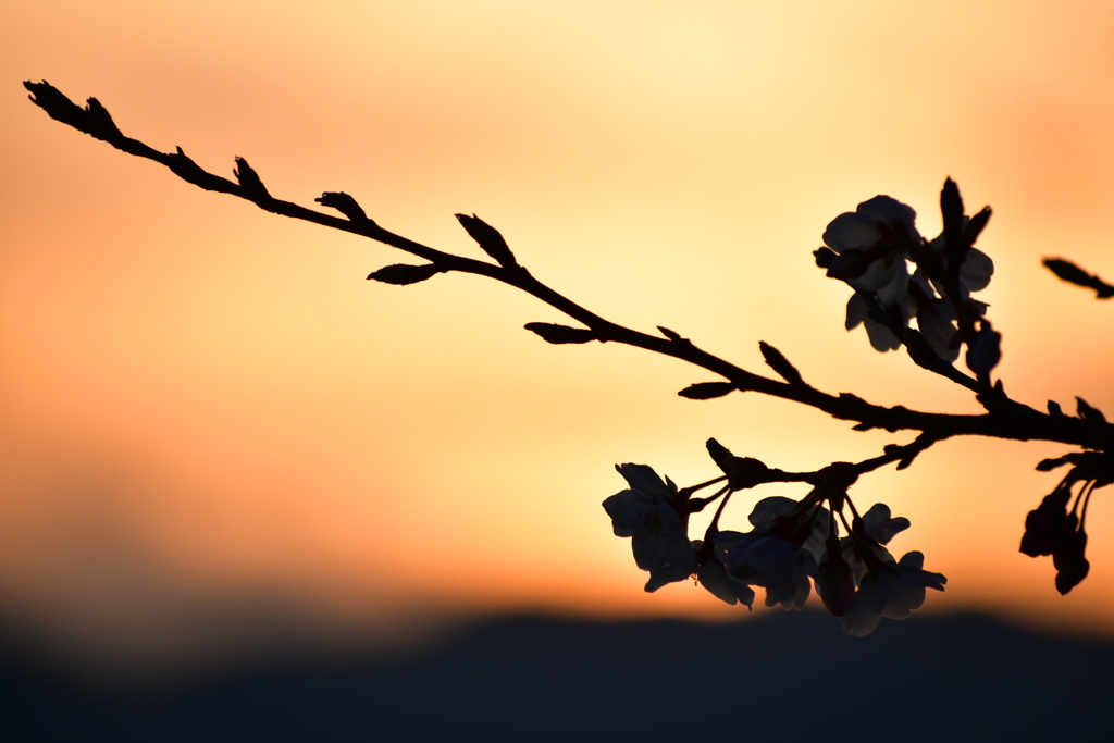 待ち遠しい…春②