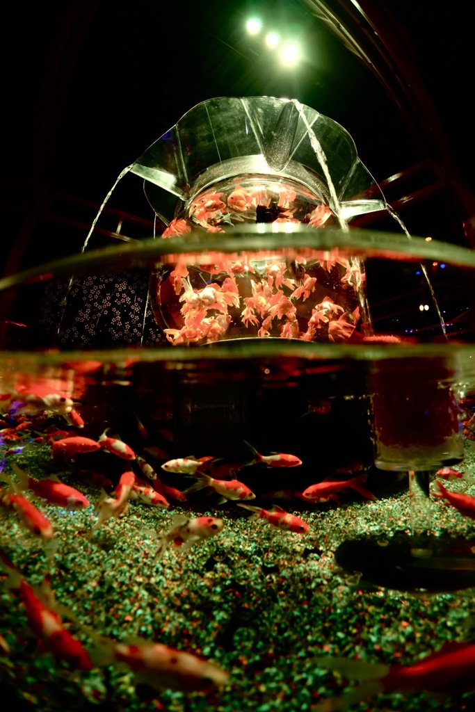 金魚