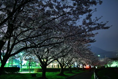 いつもの公園…夜桜③