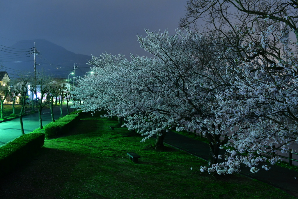 いつもの公園…夜桜