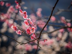 湯河原梅林その三