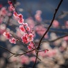 湯河原梅林その三