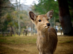 清らかの瞳