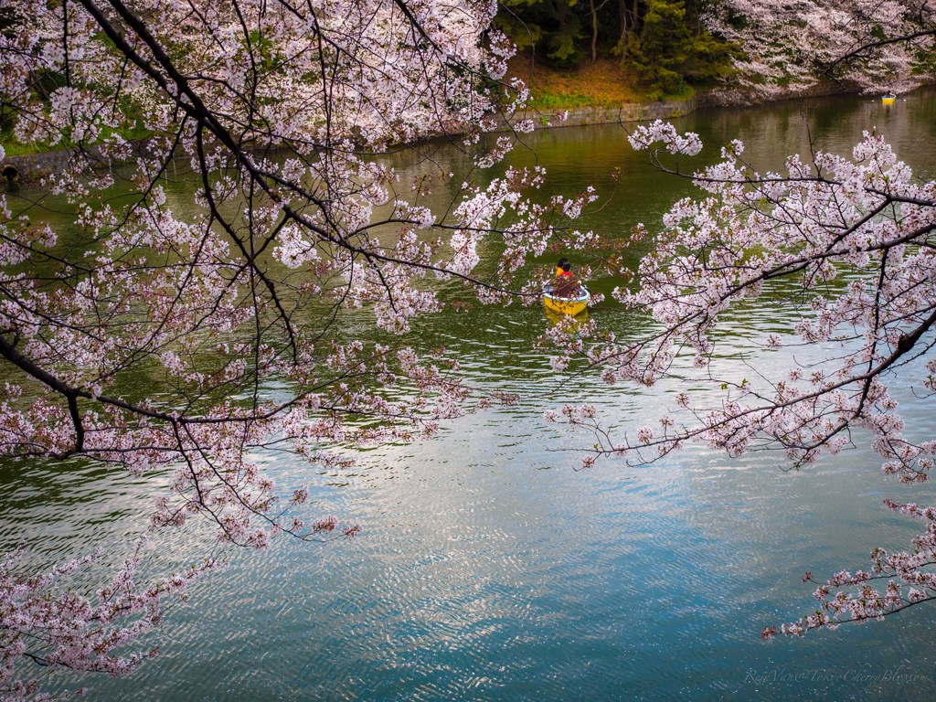桜&ボート