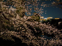桜と輝く町