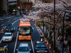 Bus&sakura