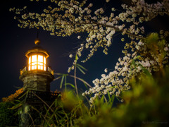 Lamp&sakura