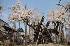 八ヶ岳高原の春