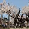 八ヶ岳高原の春
