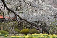 八ヶ岳高原の春