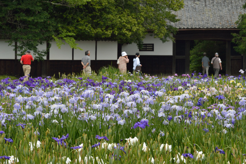 加茂花菖蒲の空気を吸う