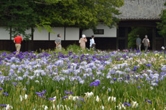 加茂花菖蒲の空気を吸う