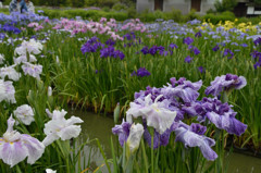 加茂菖蒲園初夏爛漫