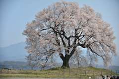 八ヶ岳高原の春