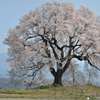八ヶ岳高原の春