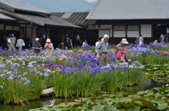加茂菖蒲園にて初夏を