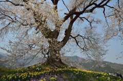 八ヶ岳高原の春